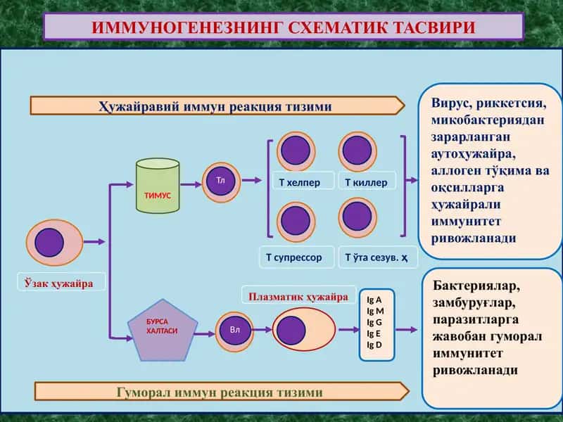 ИММУНОГЕНЕЗНИНГ СХЕМАТИК ТАСВИРИ 1