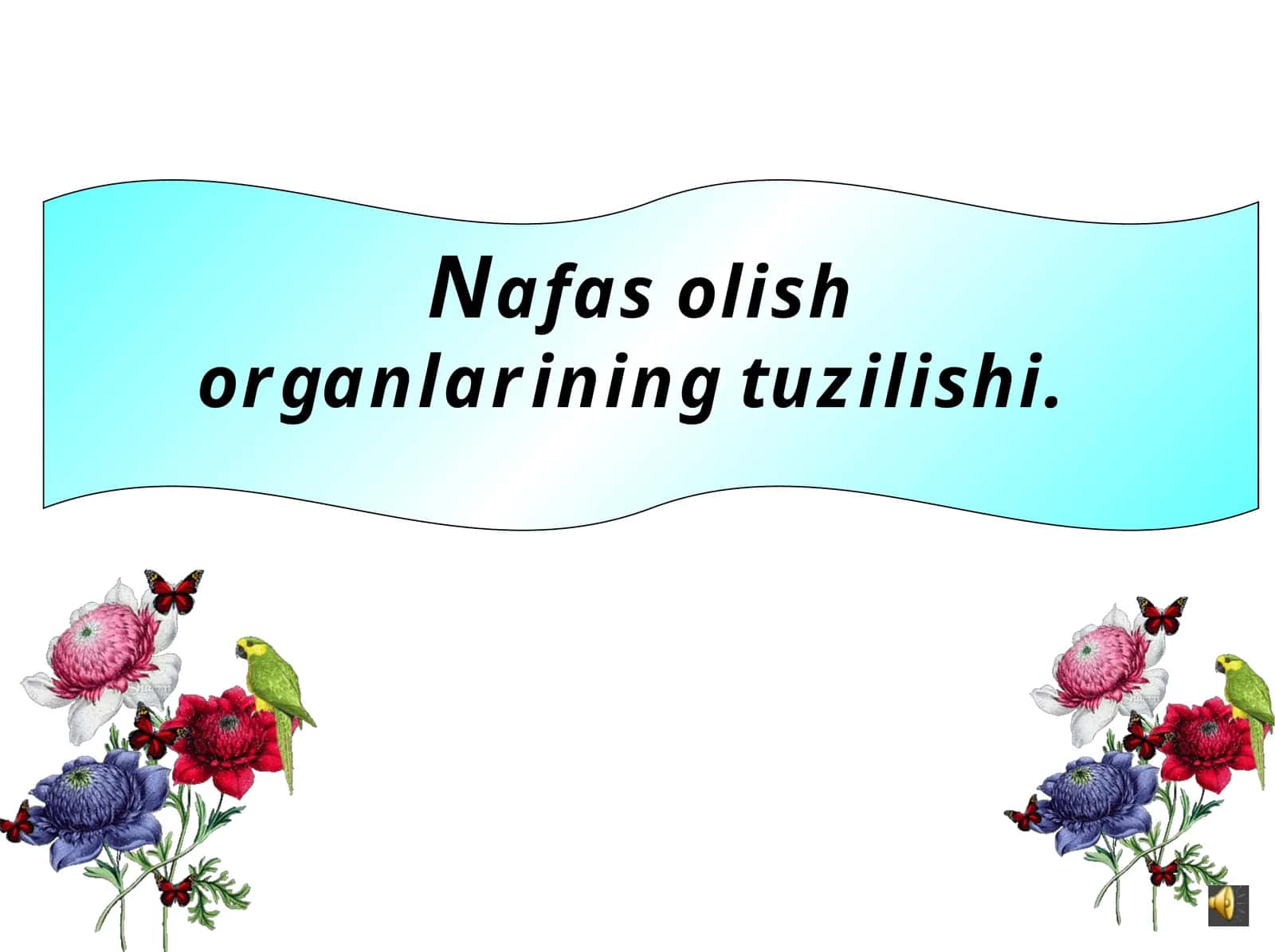 Nafas olish organlarining tuzilishi 1