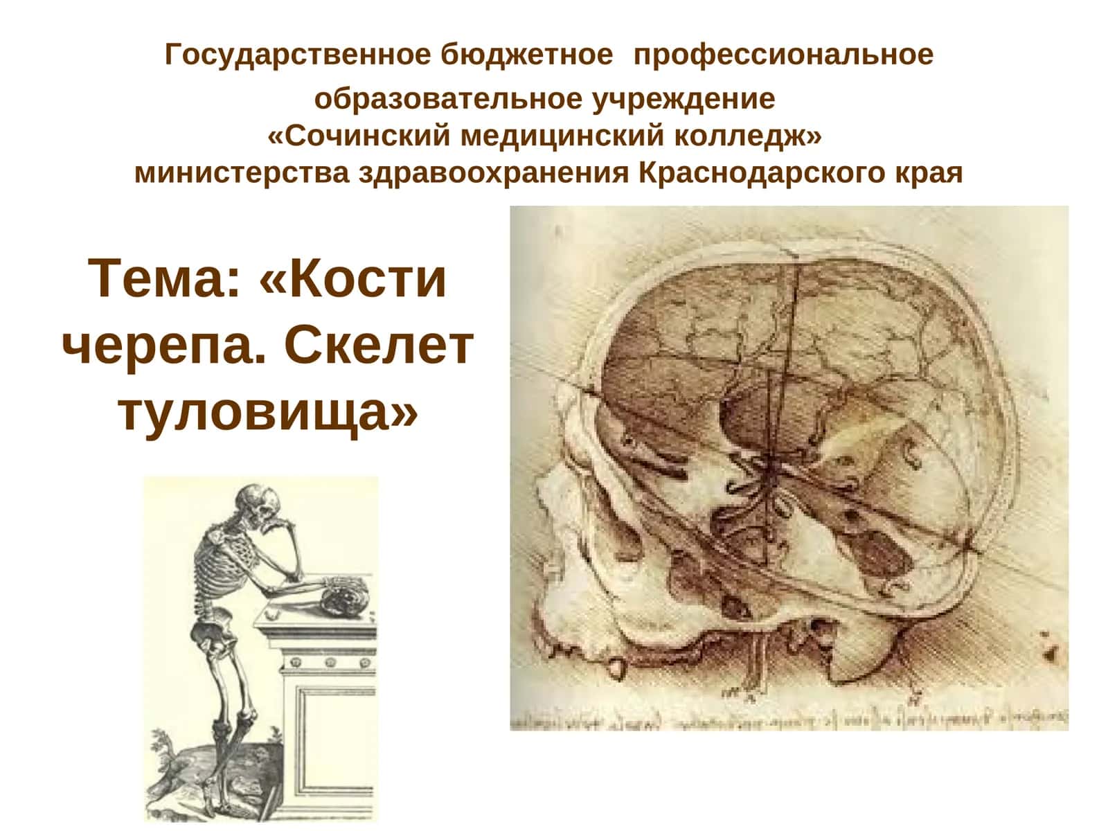 Кости черепа. Скелет туловища 1
