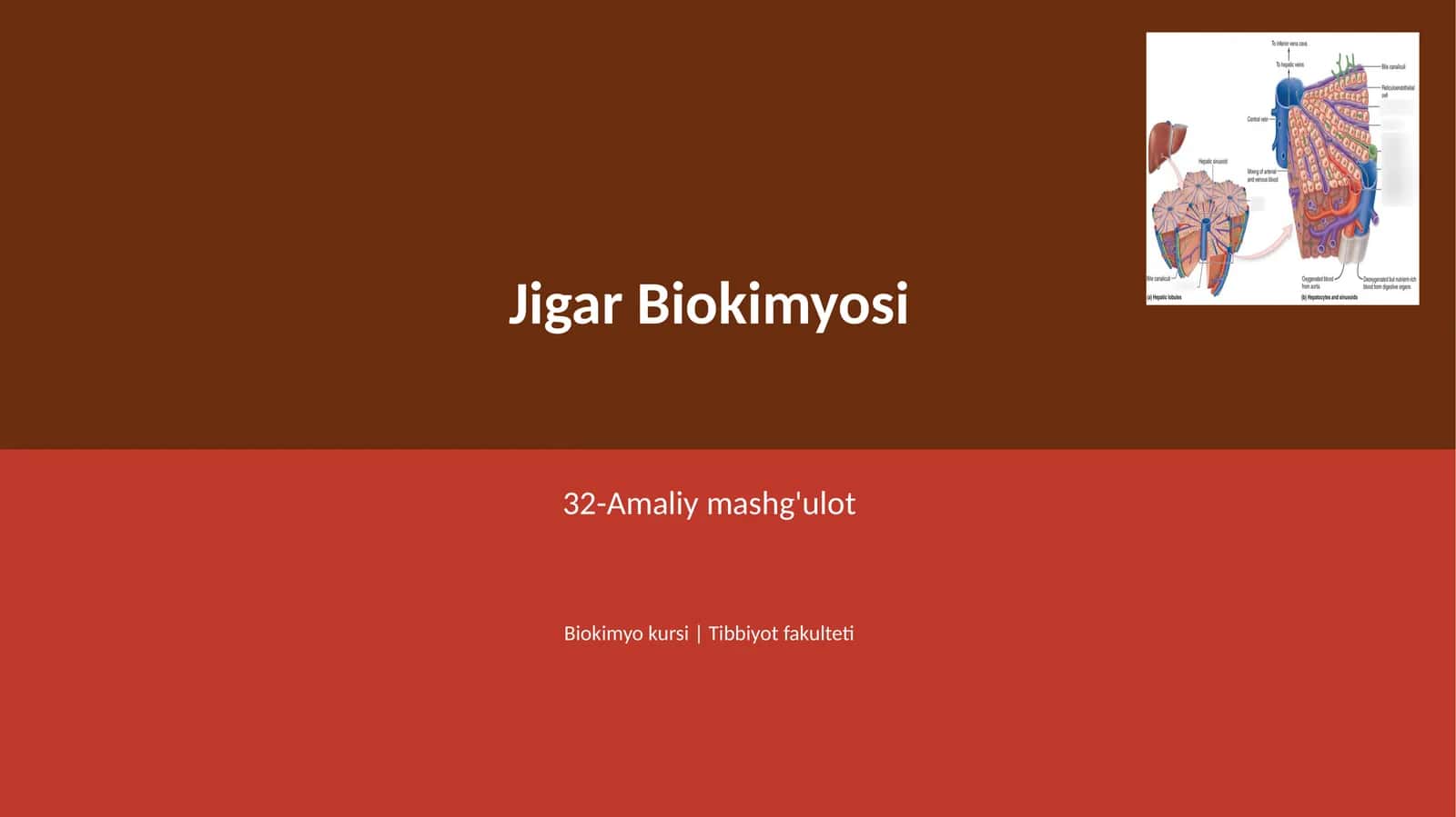 Jigar Biokimyosi 1