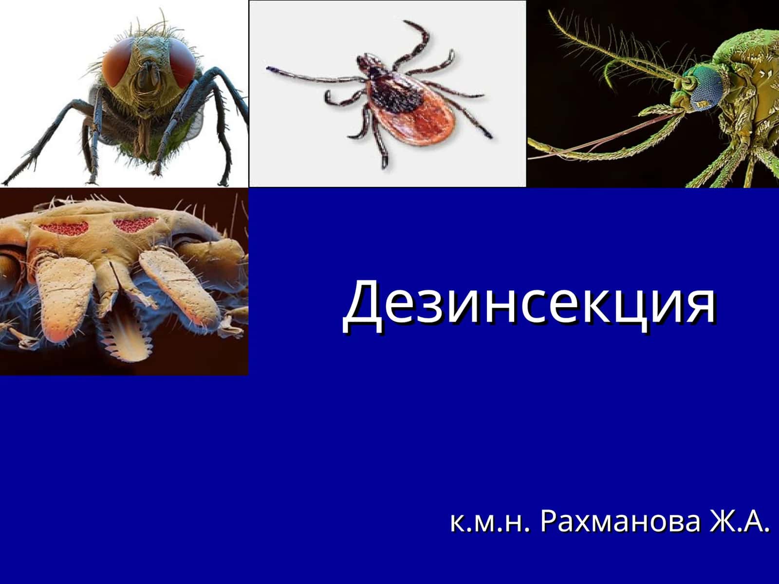 Дезинсекция 1