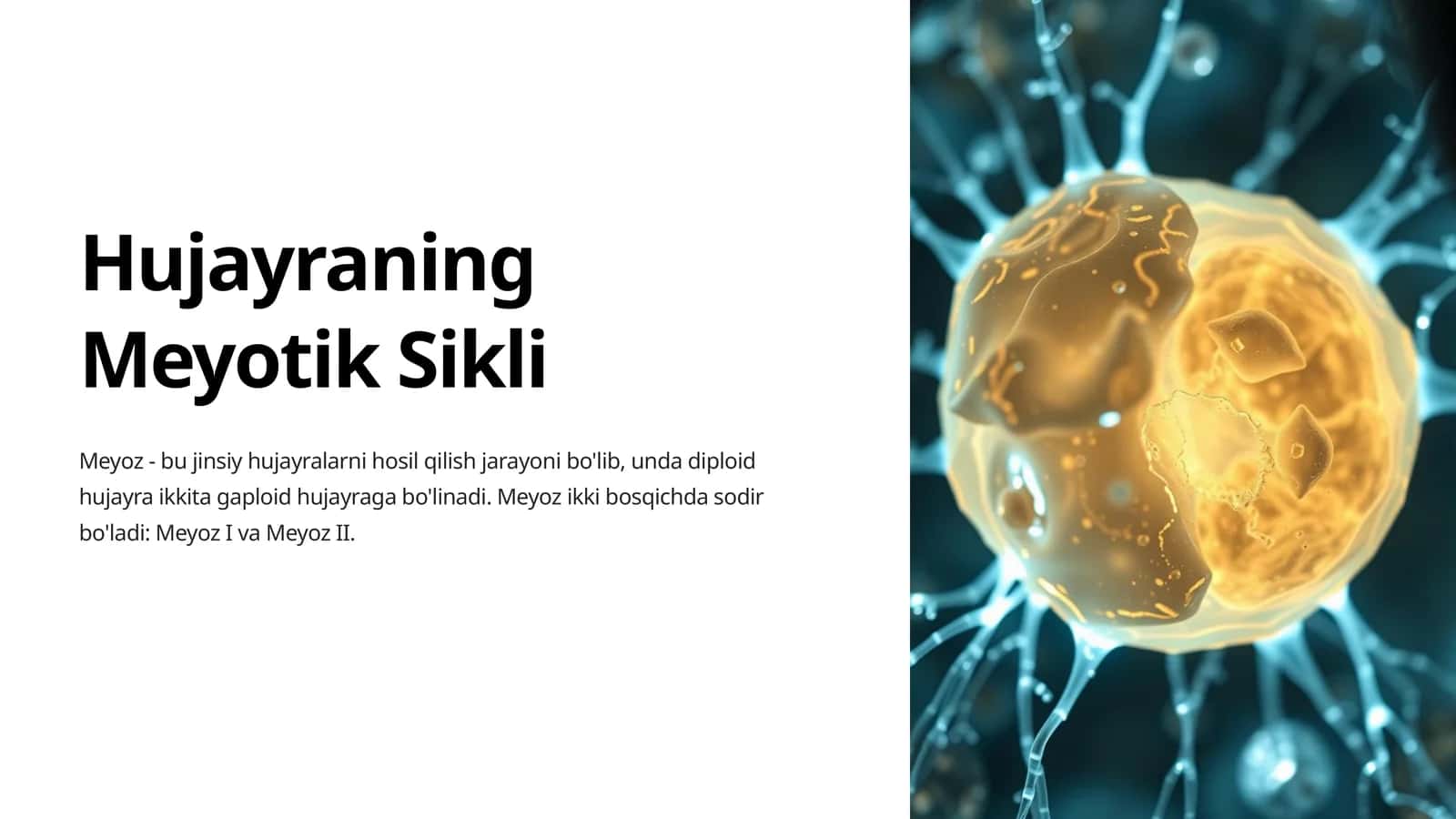Hujayraning Meyotik Sikli 1