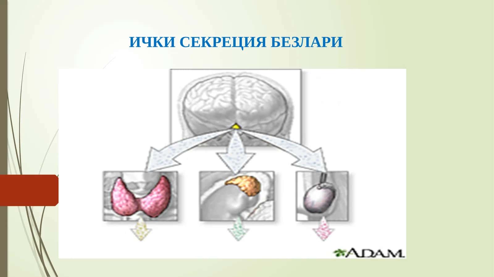 ЭНДОКРИН БЕЗЛАРИ 1