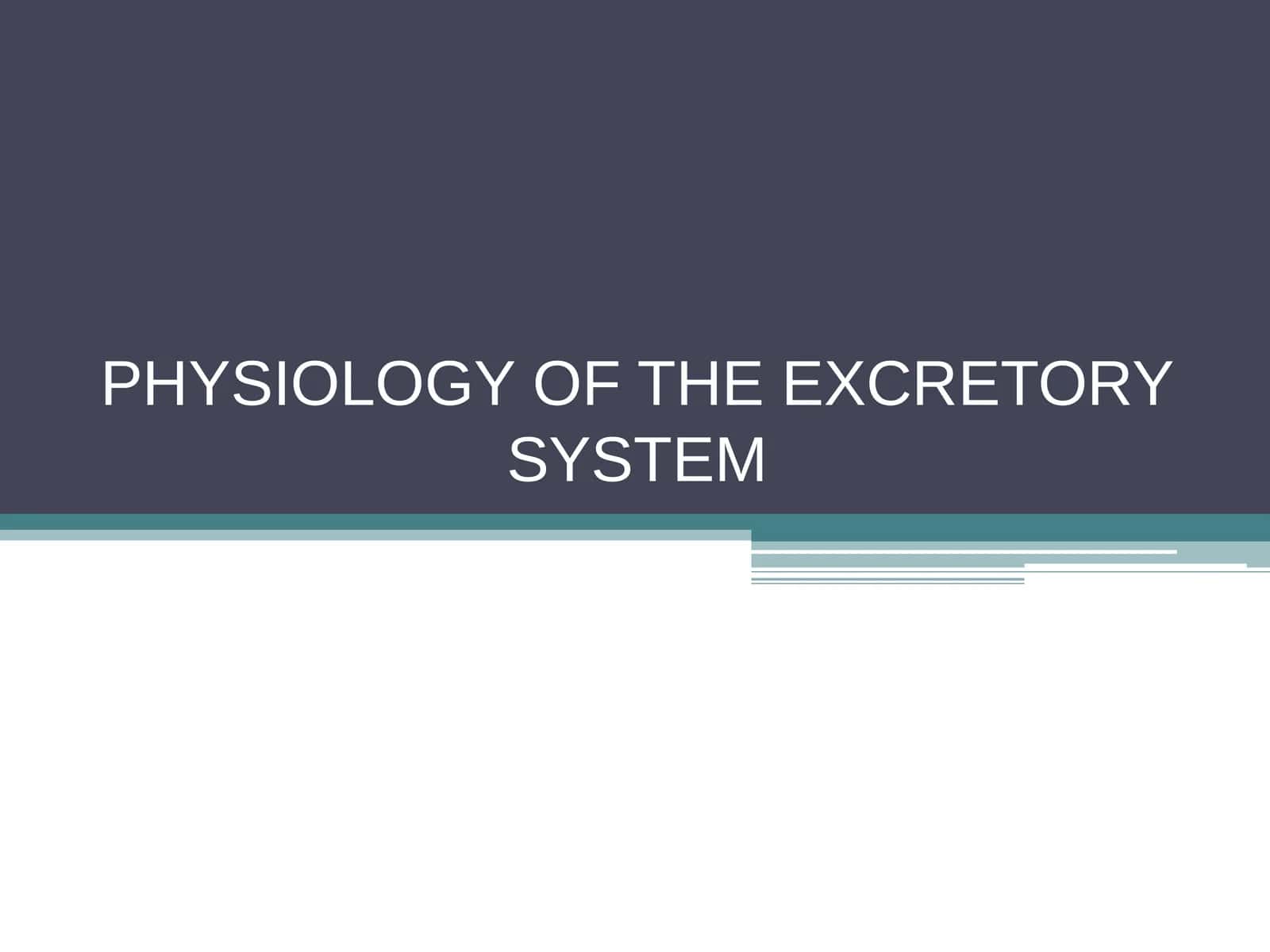 PHYSIOLOGY OF THE EXCRETORY SYSTEM 1