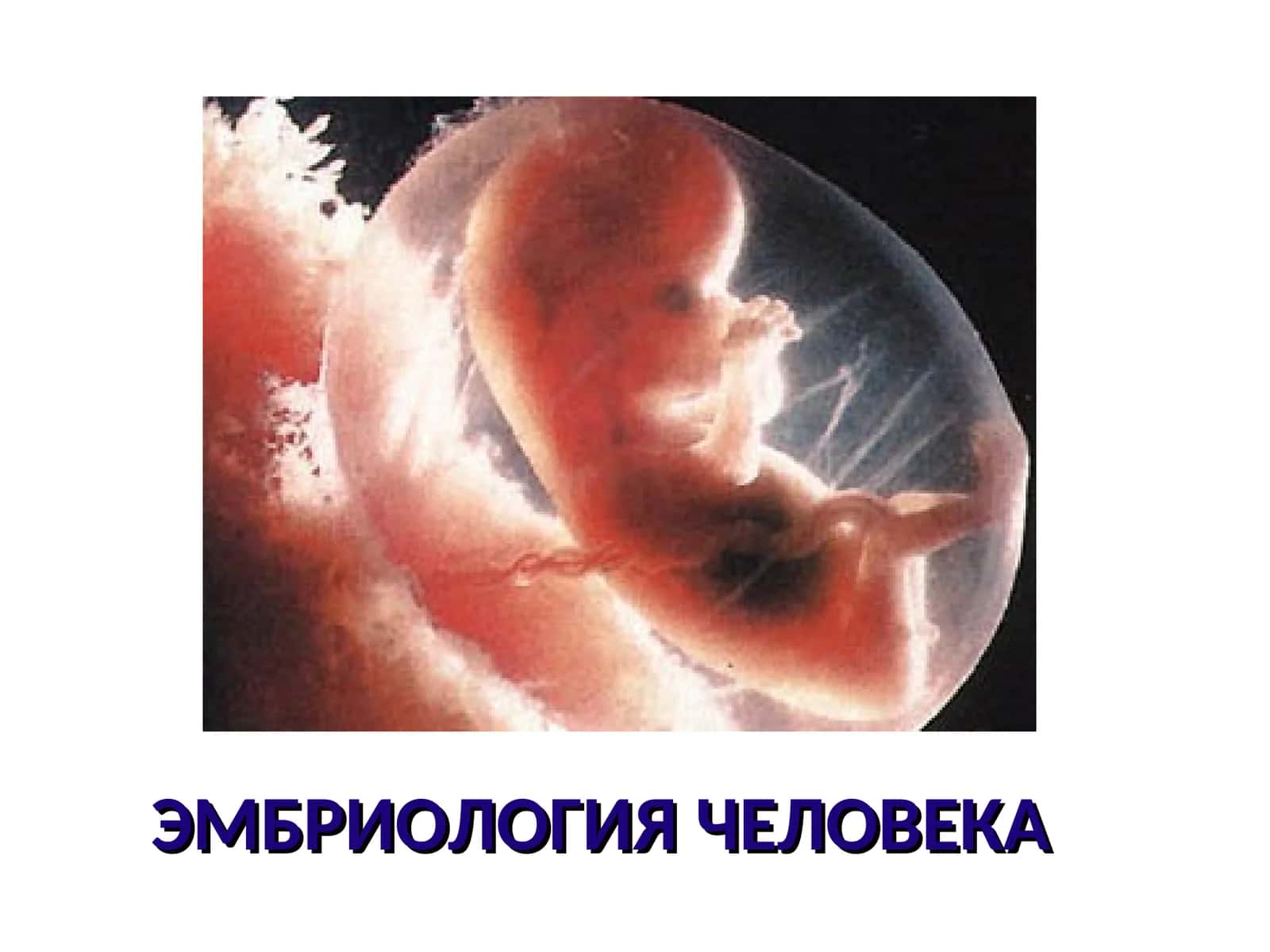 Эмбриология человека 1