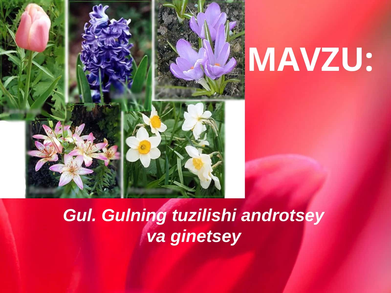 Gul 1
