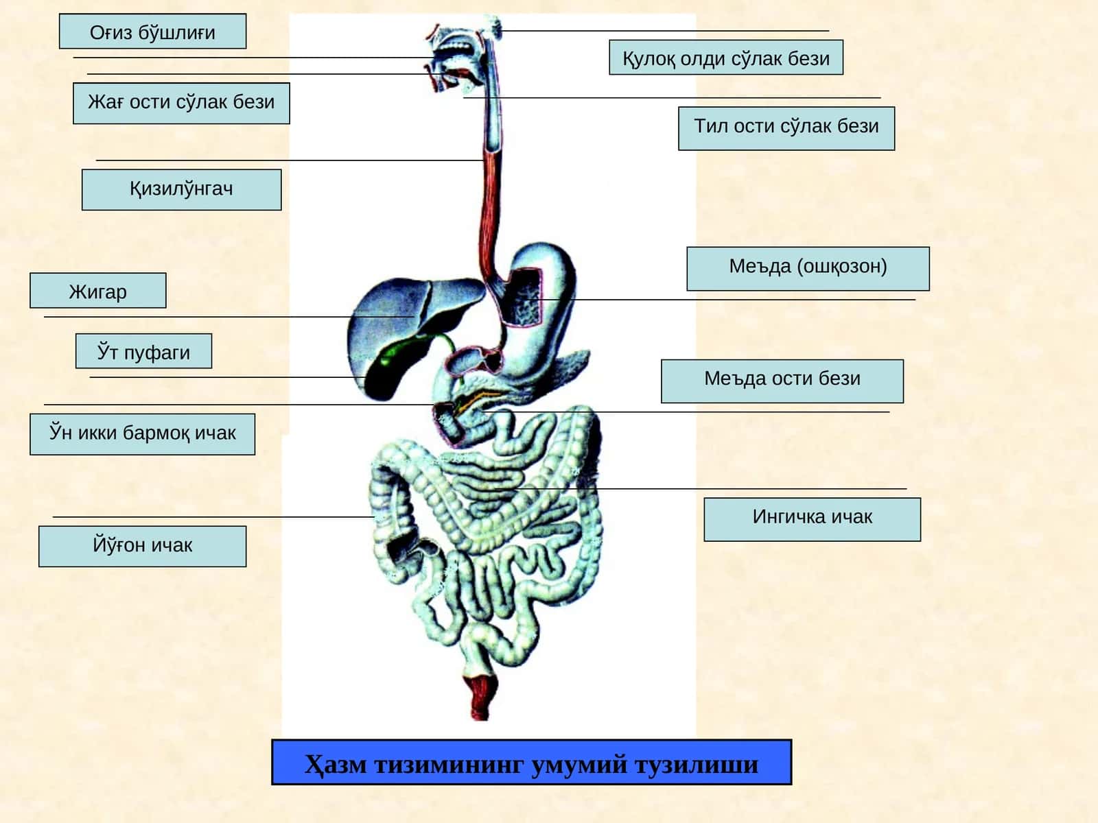 Ҳазм тизимининг умумий тузилиши 1