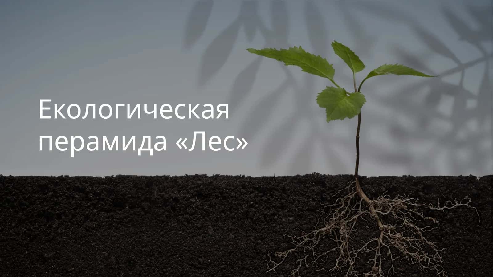 Екологическая перамида «Лес» 1