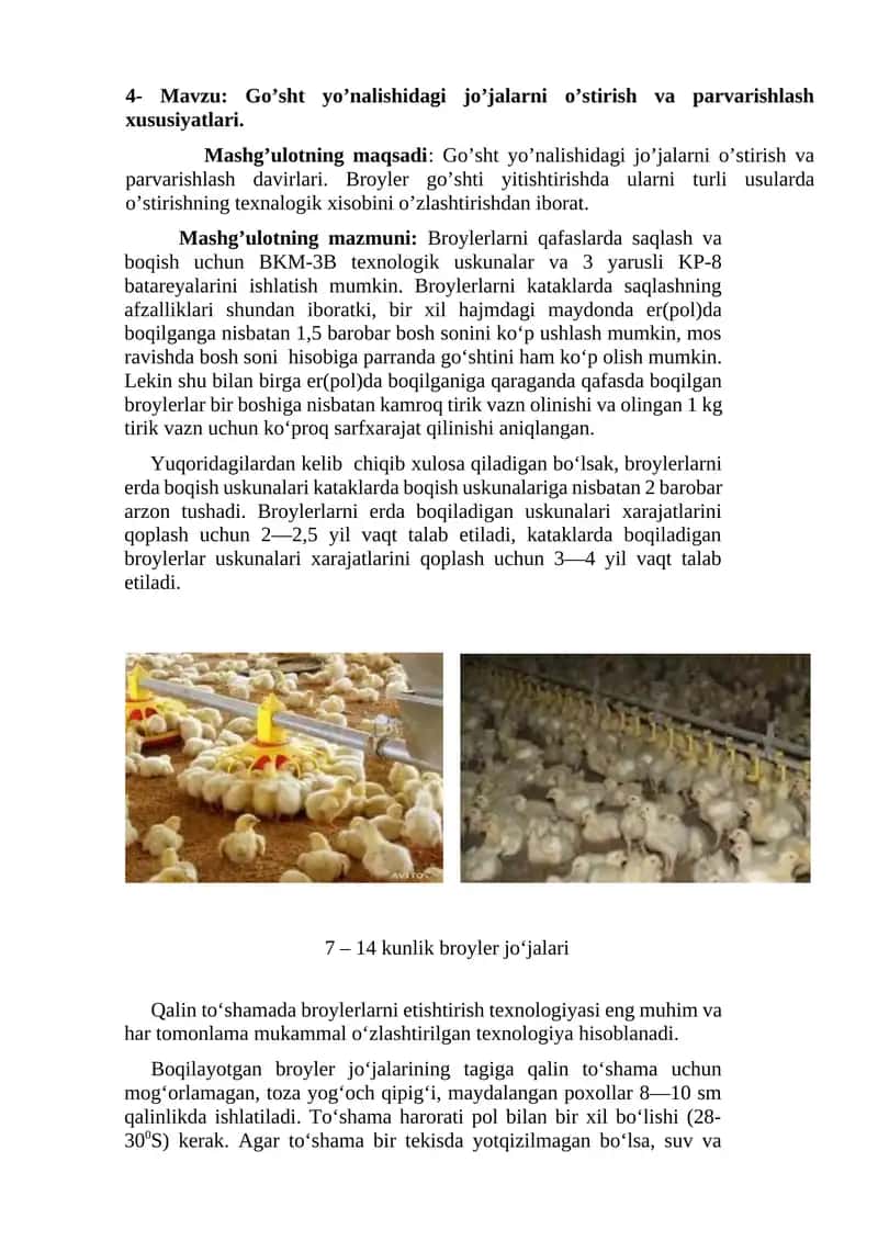 Go’sht yo’nalishidagi jo’jalarni o’stirish va parvarishlash xususiyatlari 1