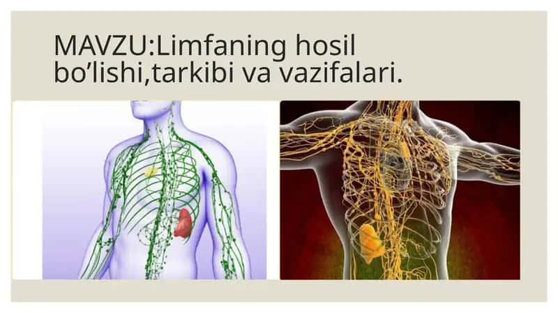 Limfaning hosil bo’lishi, tarkibi va vazifalari 1
