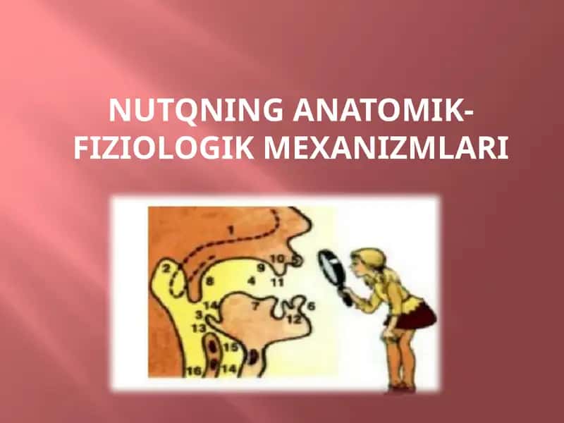 NUTQNING ANATOMIK-FIZIOLOGIK MEXANIZMLARI 1