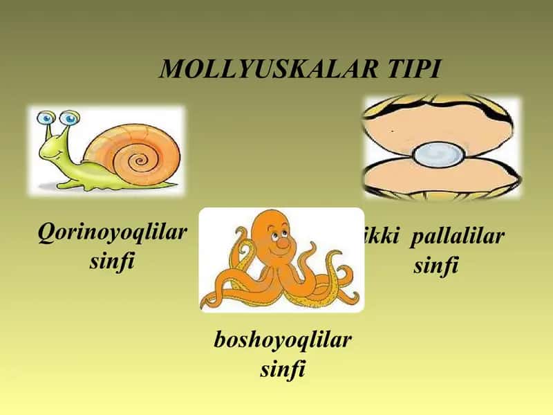 ikki pallali va boshoyoqli molyuskalar sinflari. 1