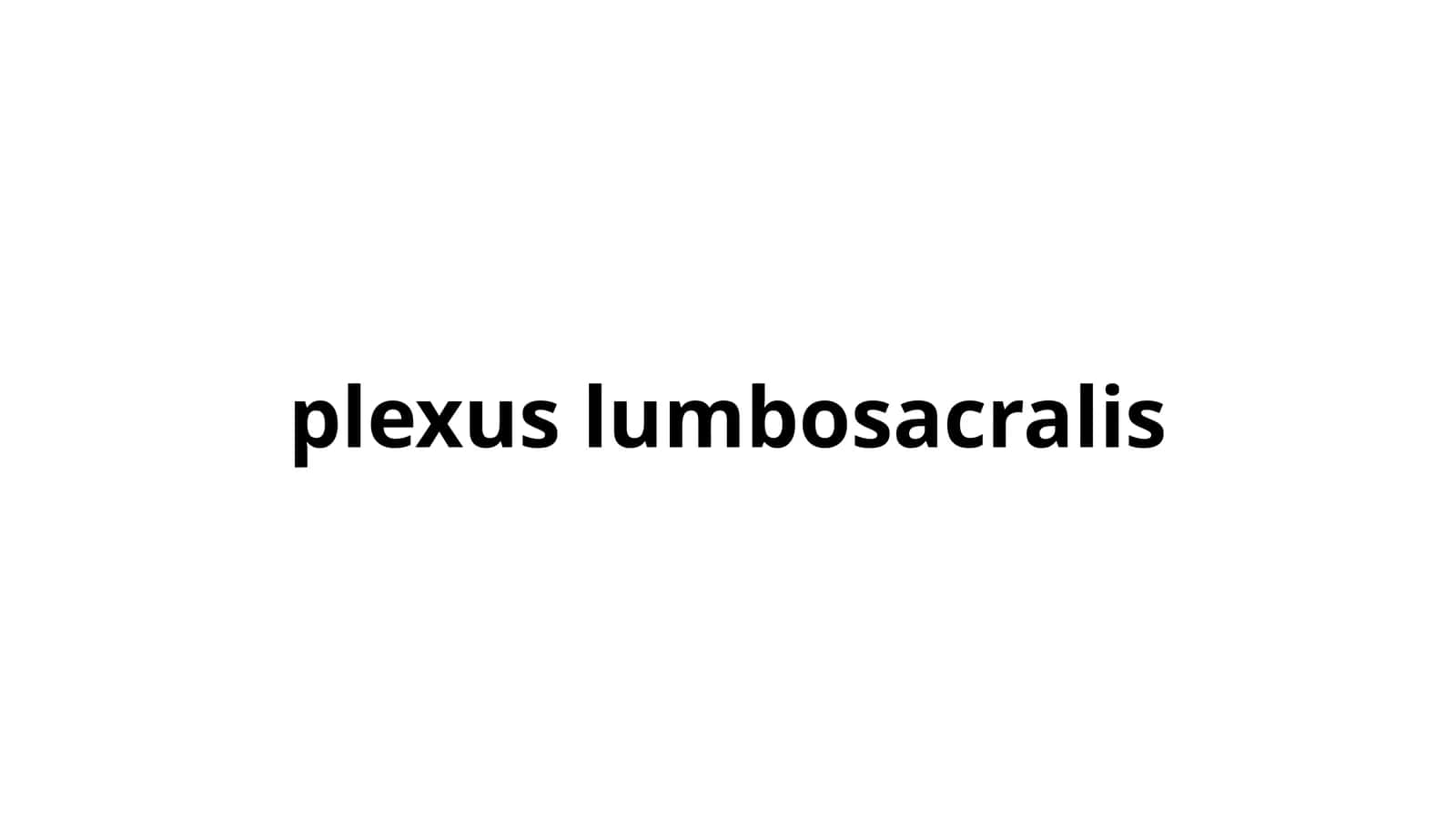 plexus lumbosacralis 1
