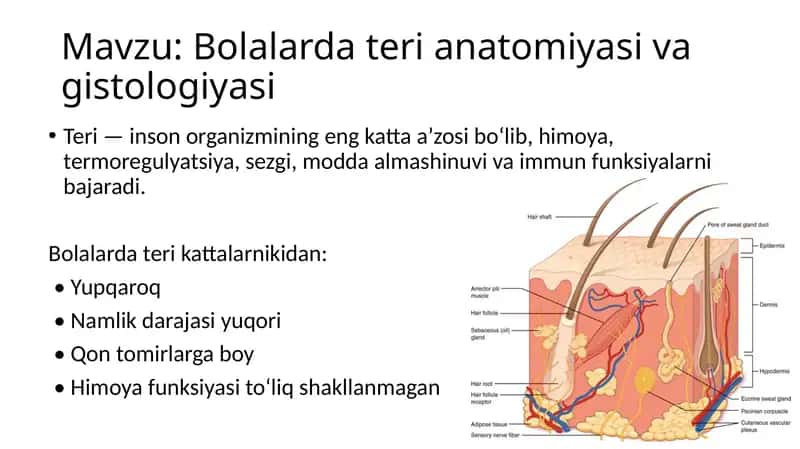 Bolalarda teri anatomiyasi va gistologiyasi 1