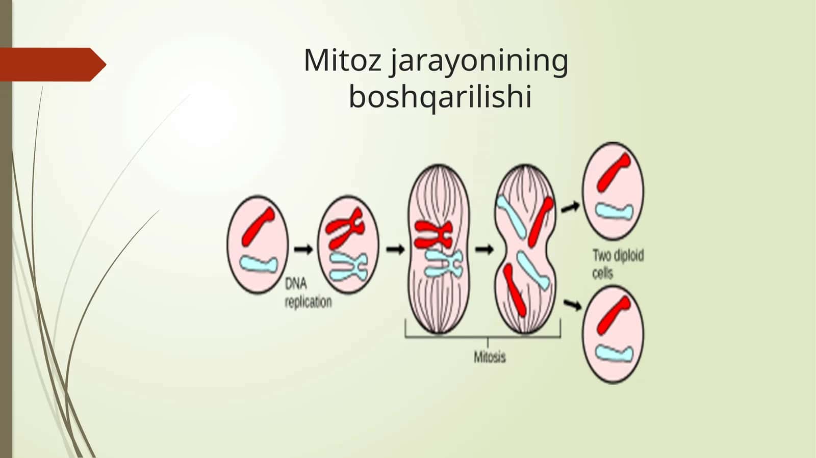 Mitoz jarayonining boshqarilishi 1