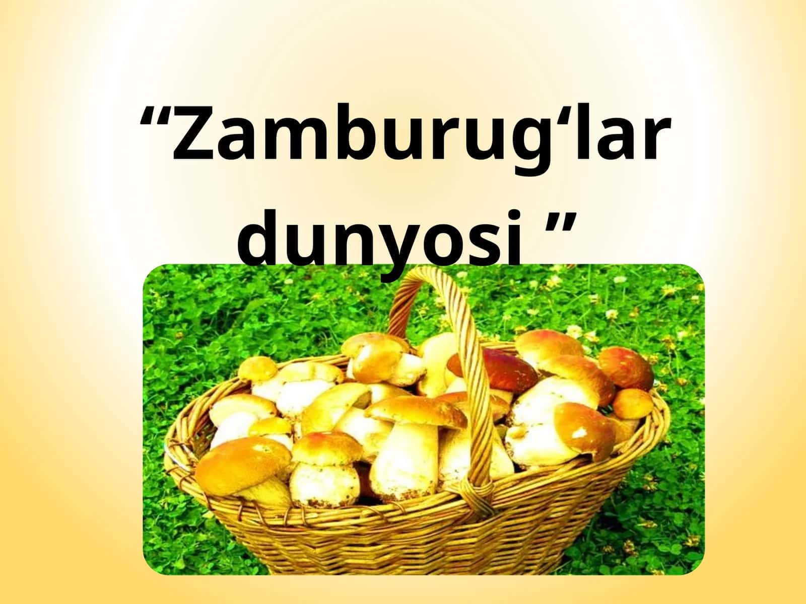 Zamburug‘lar dunyosi 1