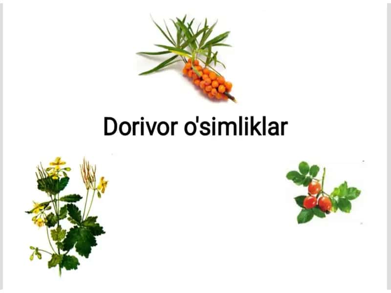 Dorivor o'simliklar 1
