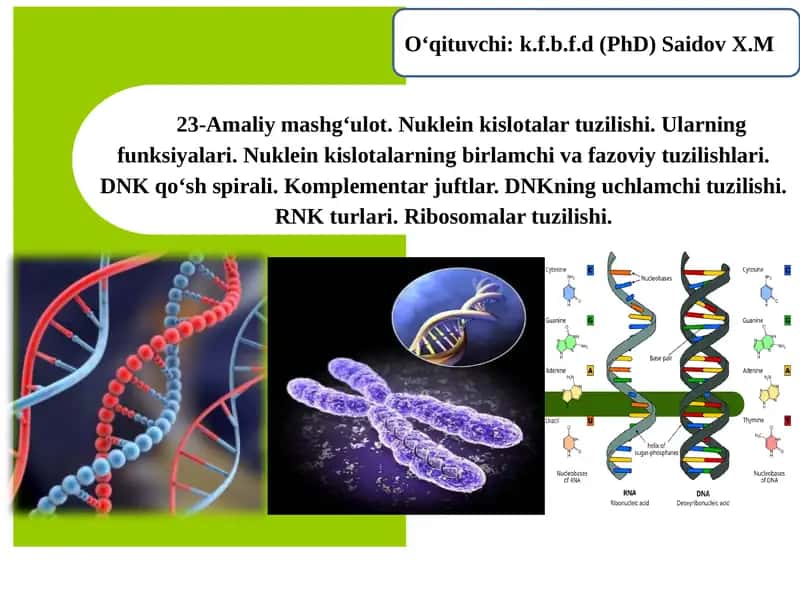 Nuklein Kislotalar 1