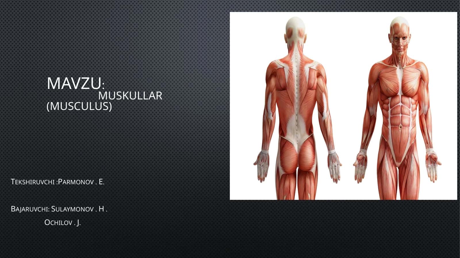 Anatomiya Muskullar prizentatsiya 1