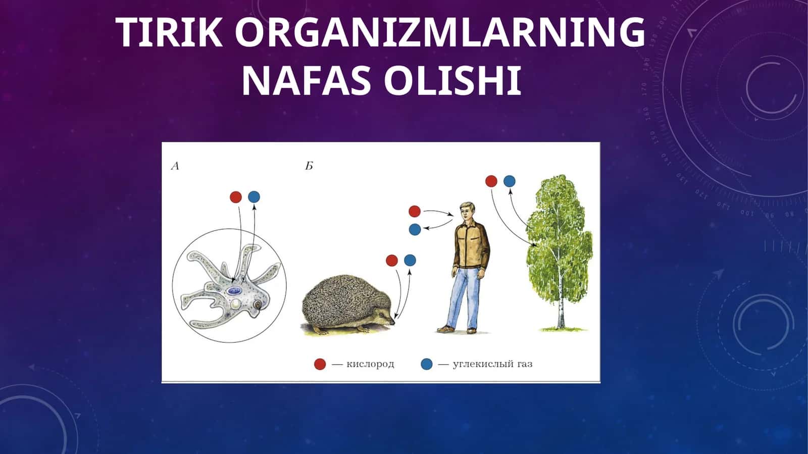 TIRIKORGANIZMLARNING NAFASOLISHI 1