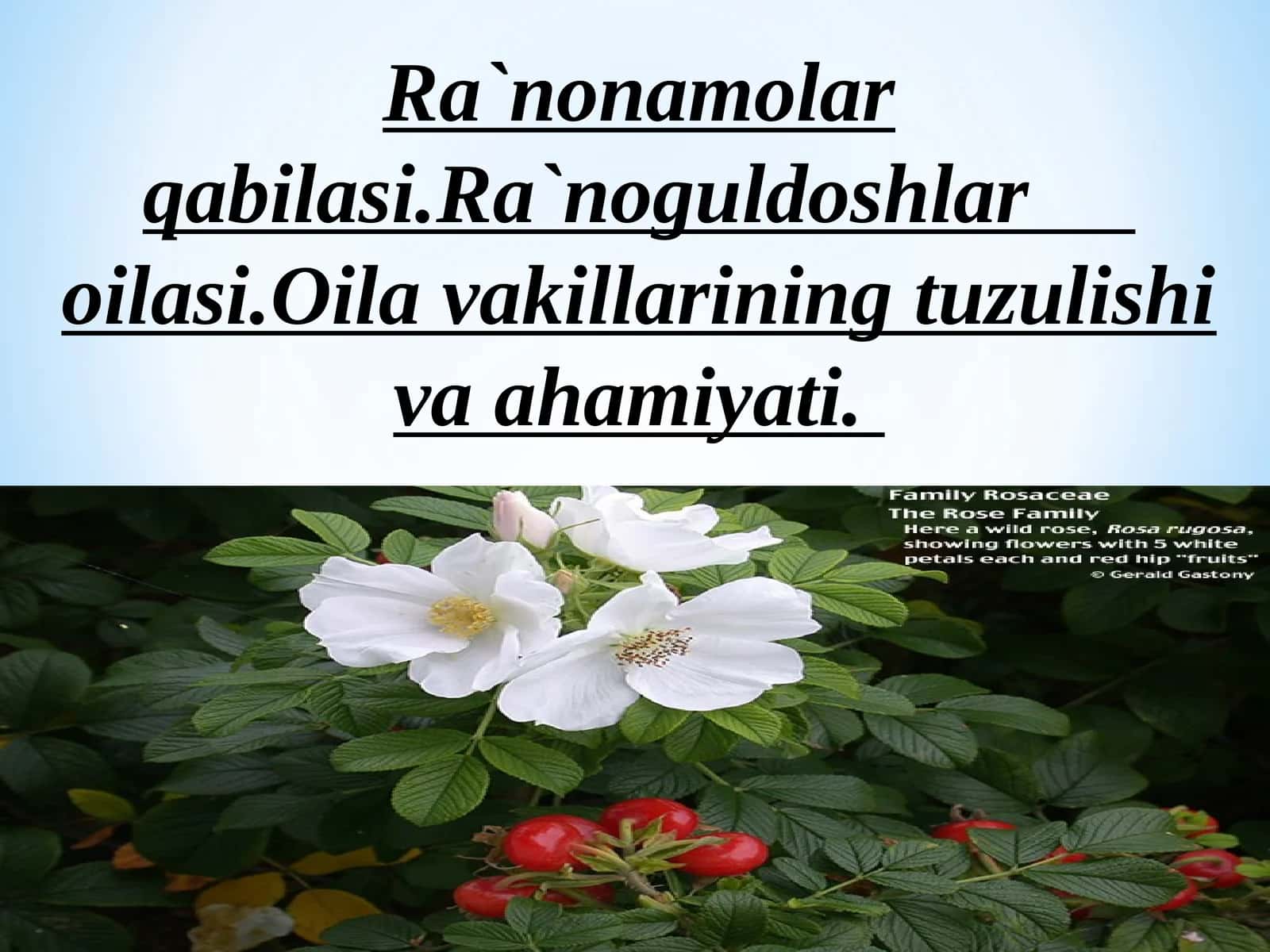 Ra`nonamolarqabilasi 1