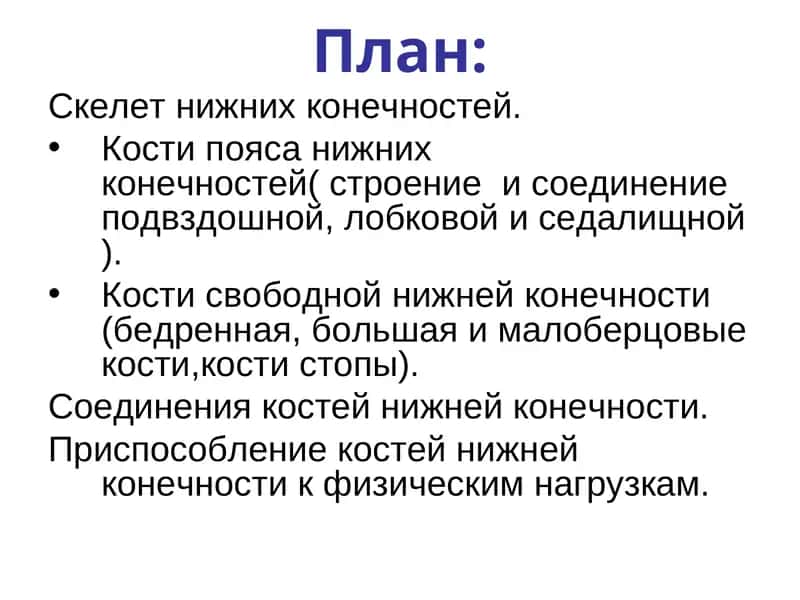 Скелет нижних конечностей 1