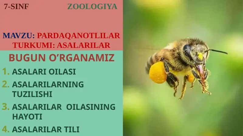 PARDAQANOTLILAR TURKUMI: ASALARILAR 1