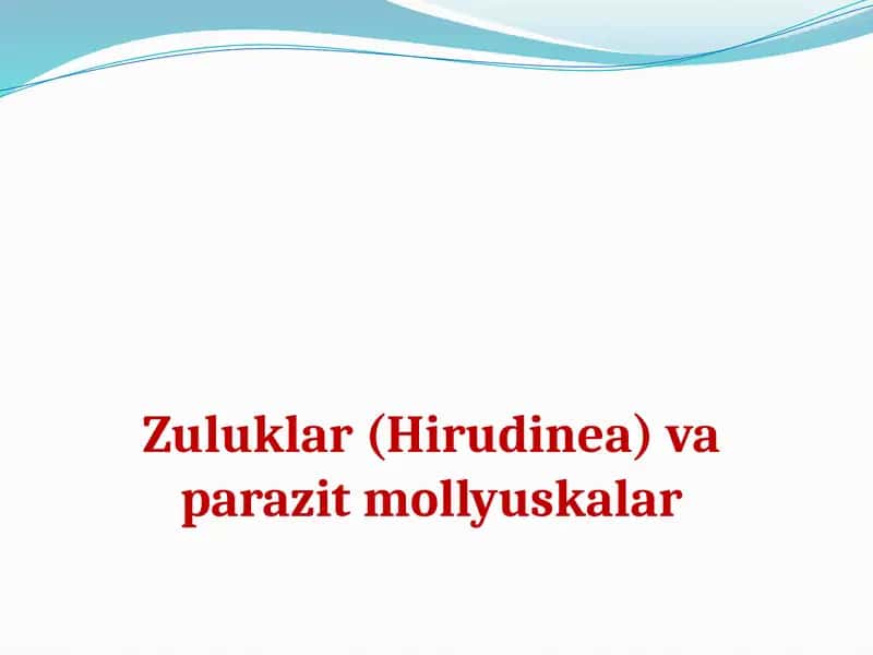 Zuluklar(Hirudinea)va parazitmollyuskalar 1