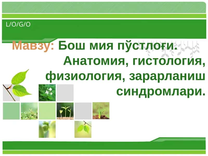 Бошмияпўстлоғи 1