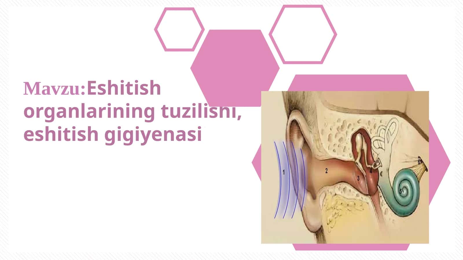Eshitish organlarining tuzilishi, eshitish gigiyenasi 1
