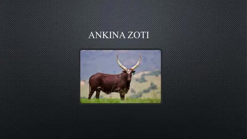 Ankina zoti 1