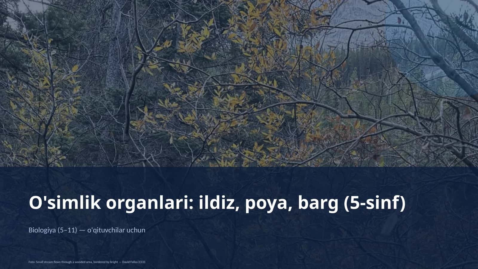 O'simlik organlari 1
