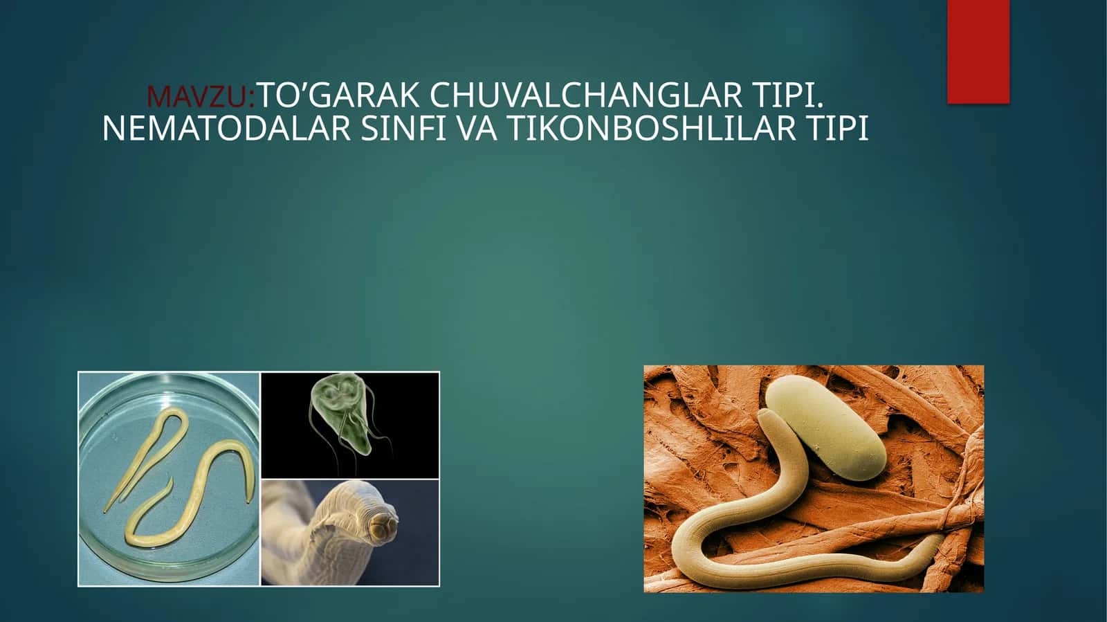TO’GARAK CHUVALCHANGLAR TIPI. NEMATODALAR SINFI VA TIKONBOSHLILAR TIPI 1