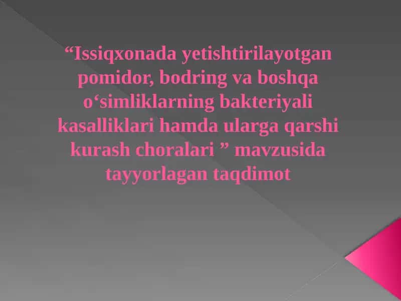 Pomidorni Bakteriyali rak kasalligi 1