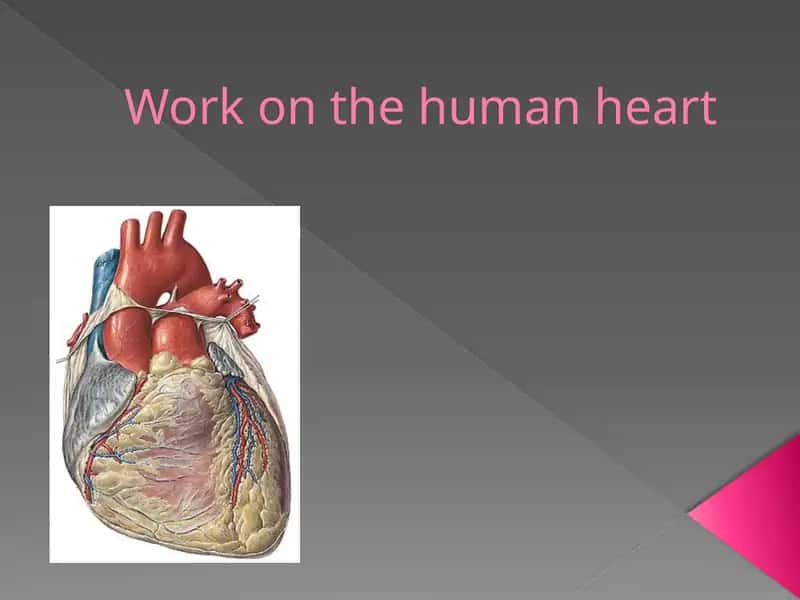 Work on the human heart 1