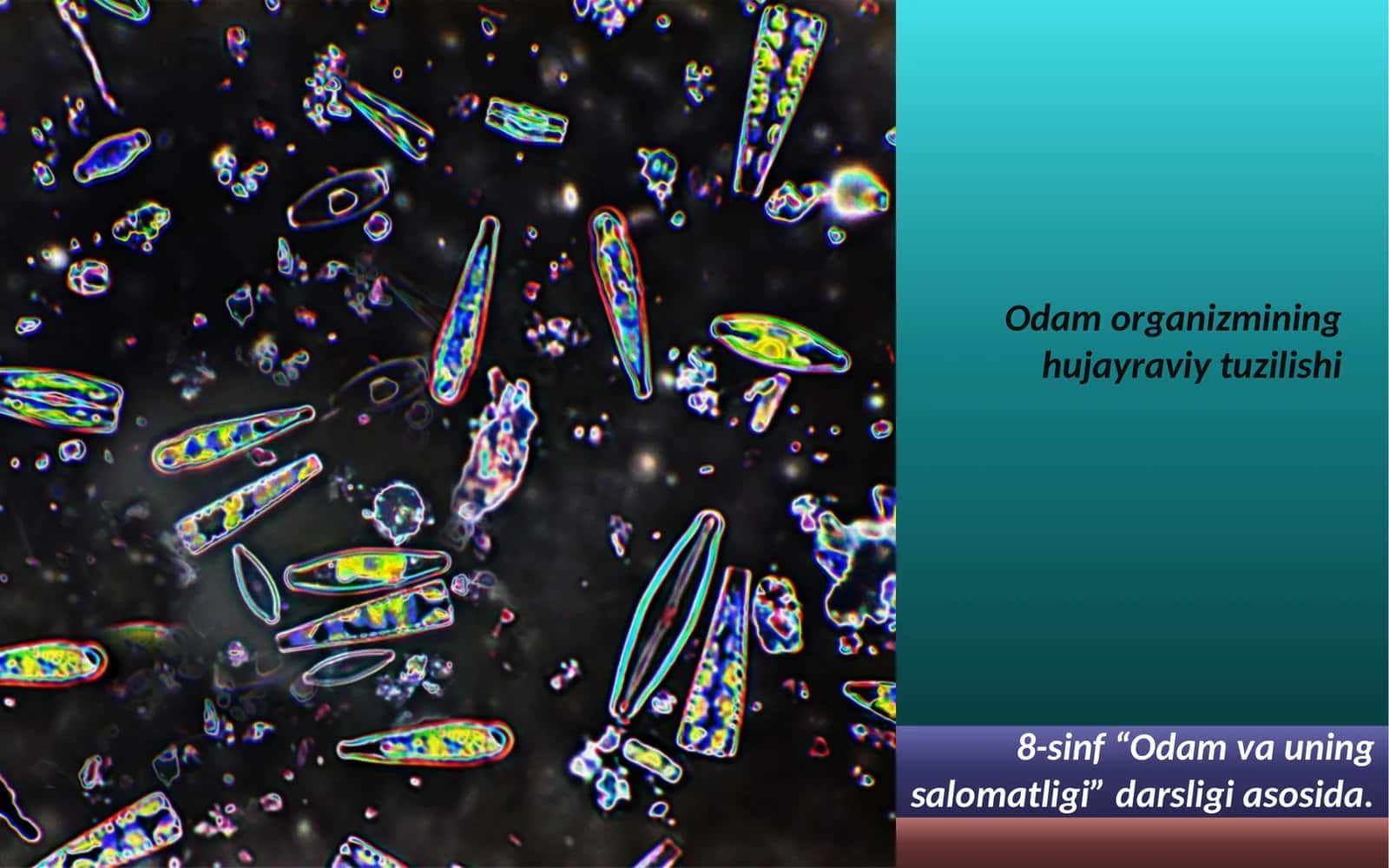 Odam organizmining hujayra tuzilishi 1