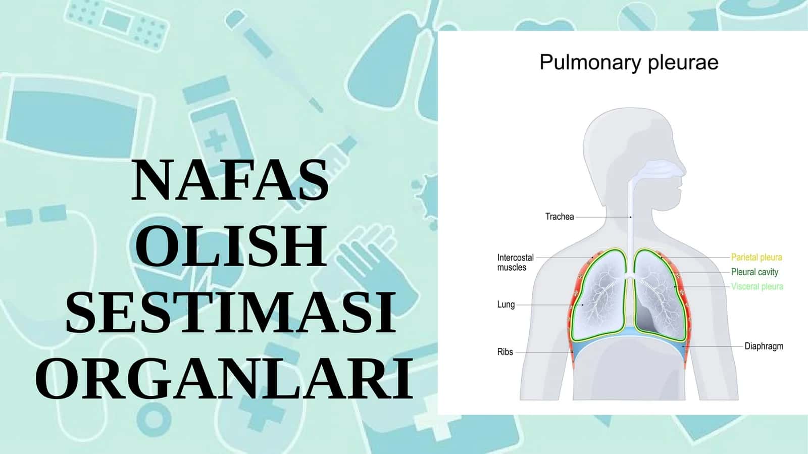NAFAS OLISH SESTIMASI ORGANLARI 1