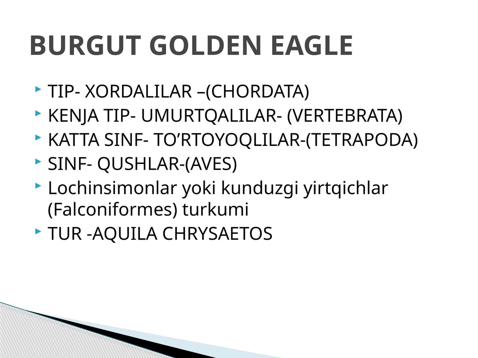 BURGUT GOLDEN EAGLE 1