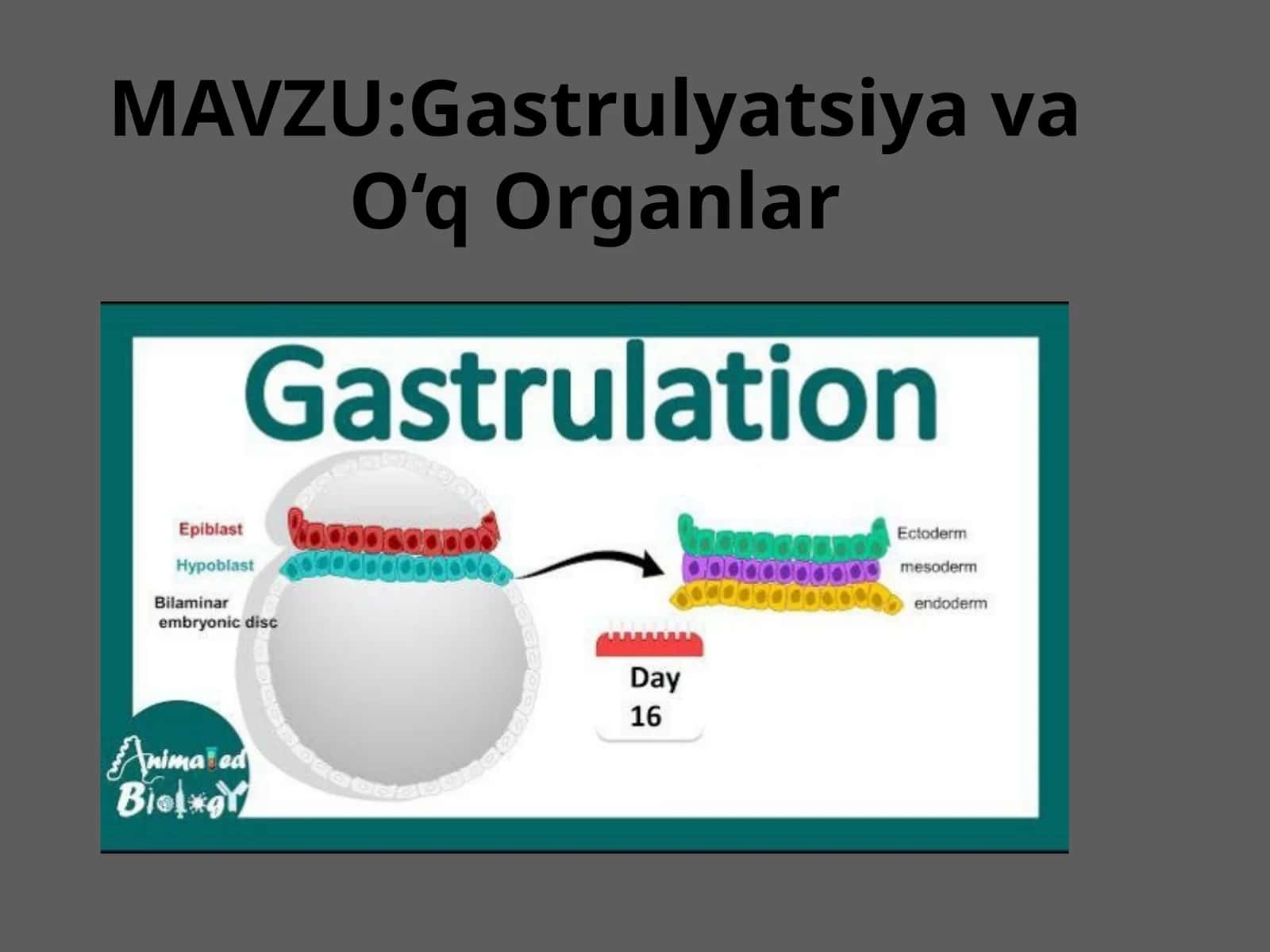 Gastrulyatsiya va O‘q Organlar 1