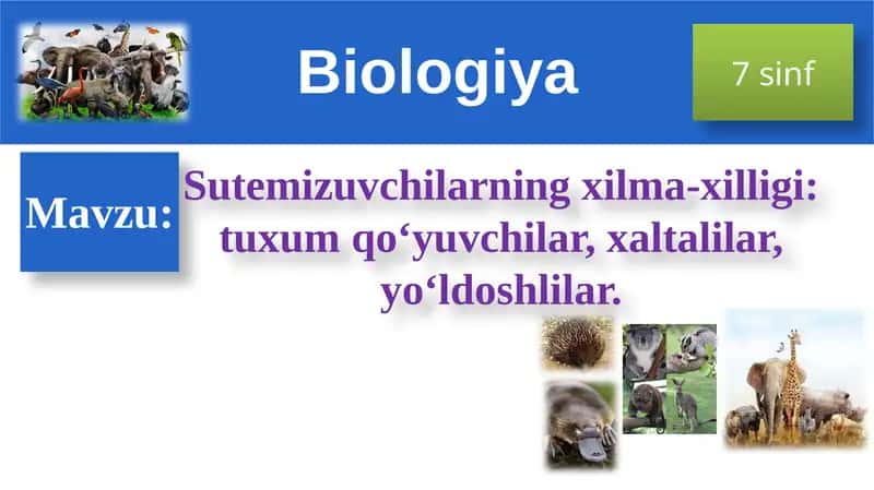 Sutemizuvchilarningxilma-xilligi 1