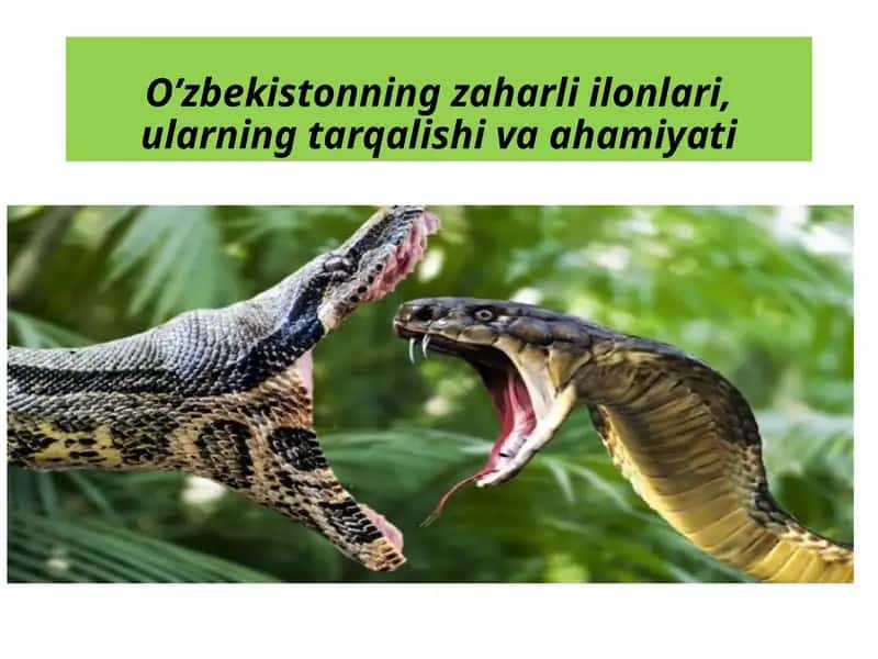 O'zbekistonning zaharli ilonlari 1