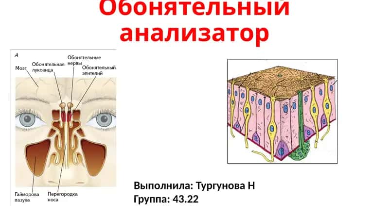 Обонятельный анализатор 1
