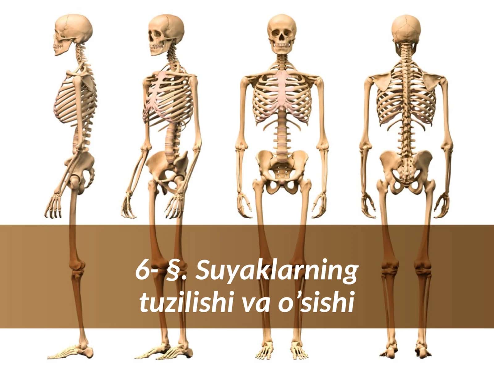 Suyaklarning tuzilishi va o’sishi 1