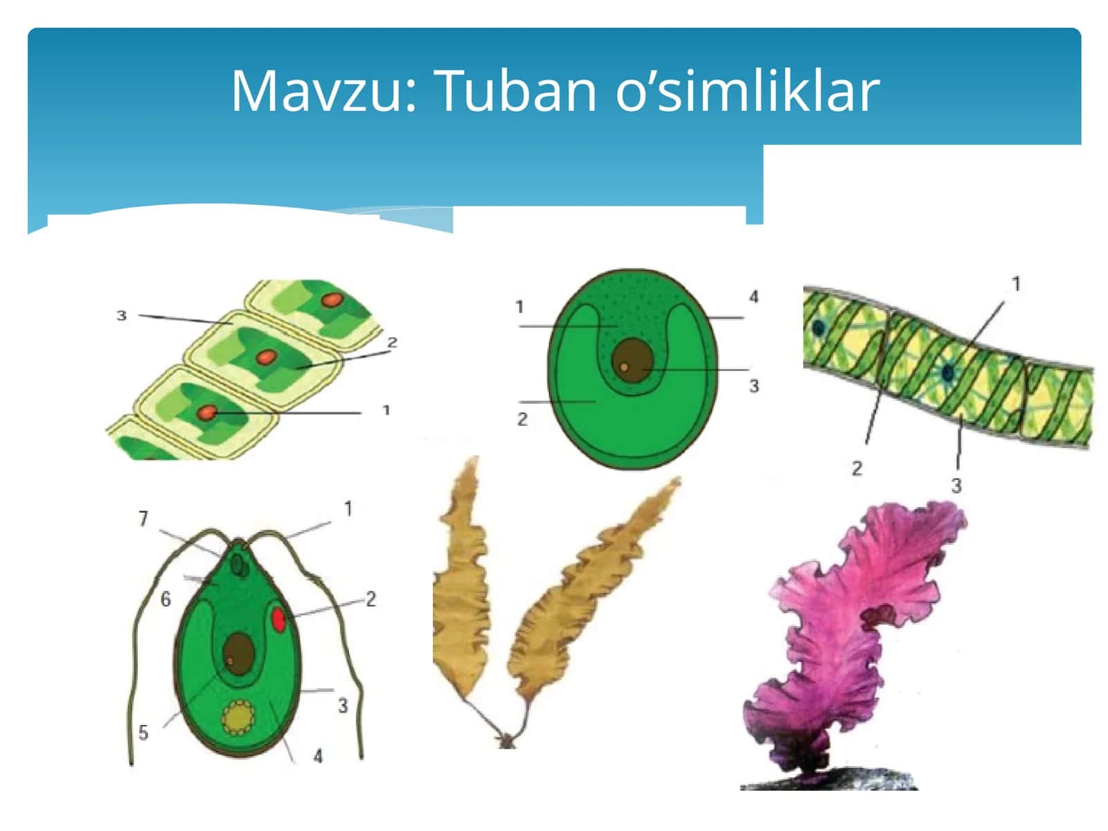 Tubano’simliklar 1
