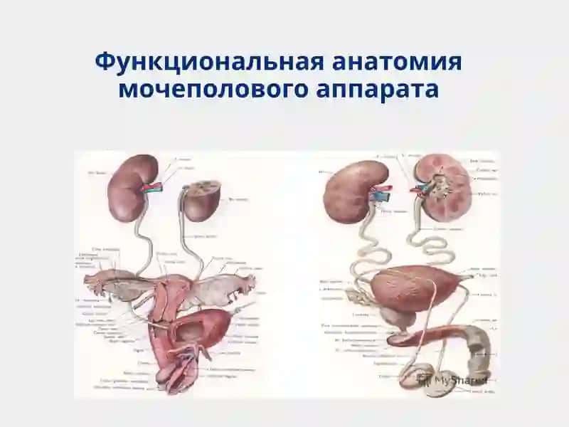 Функциональная анатомия мочеполового аппарата