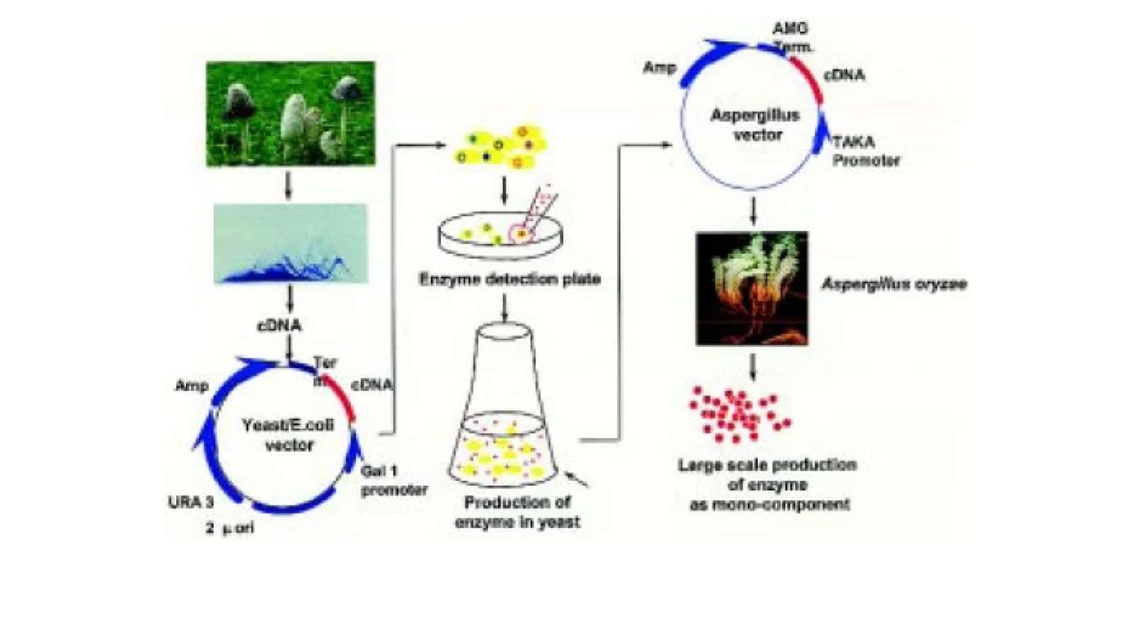 Lipaza fermentlari 1