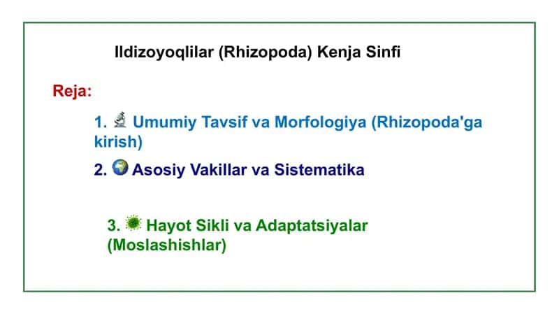 Ildizoyoqlilar (Rhizopoda) Kenja Sinfi 1