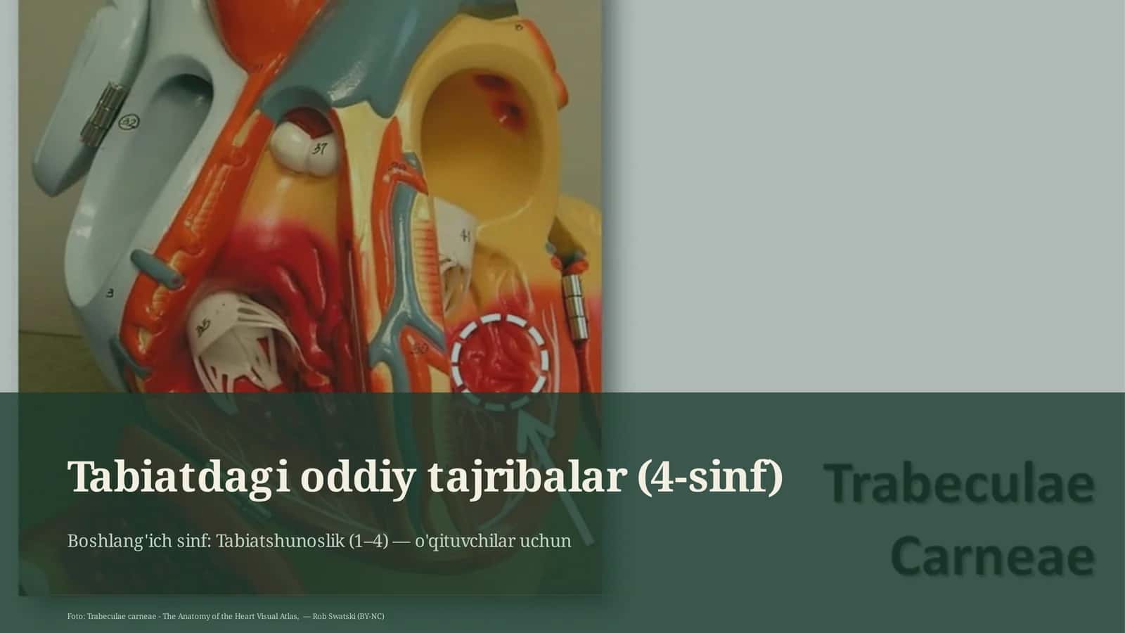 Tabiatdagi oddiy tajribalar (4-sinf) 1
