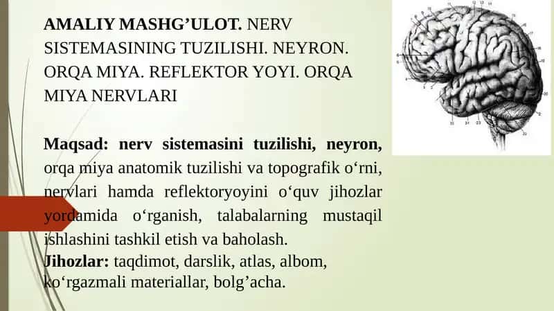 NERV SISTEMASINING TUZILISHI. NEYRON. ORQA MIYA. REFLEKTOR YOYI. ORQA MIYA NERVLARI 1