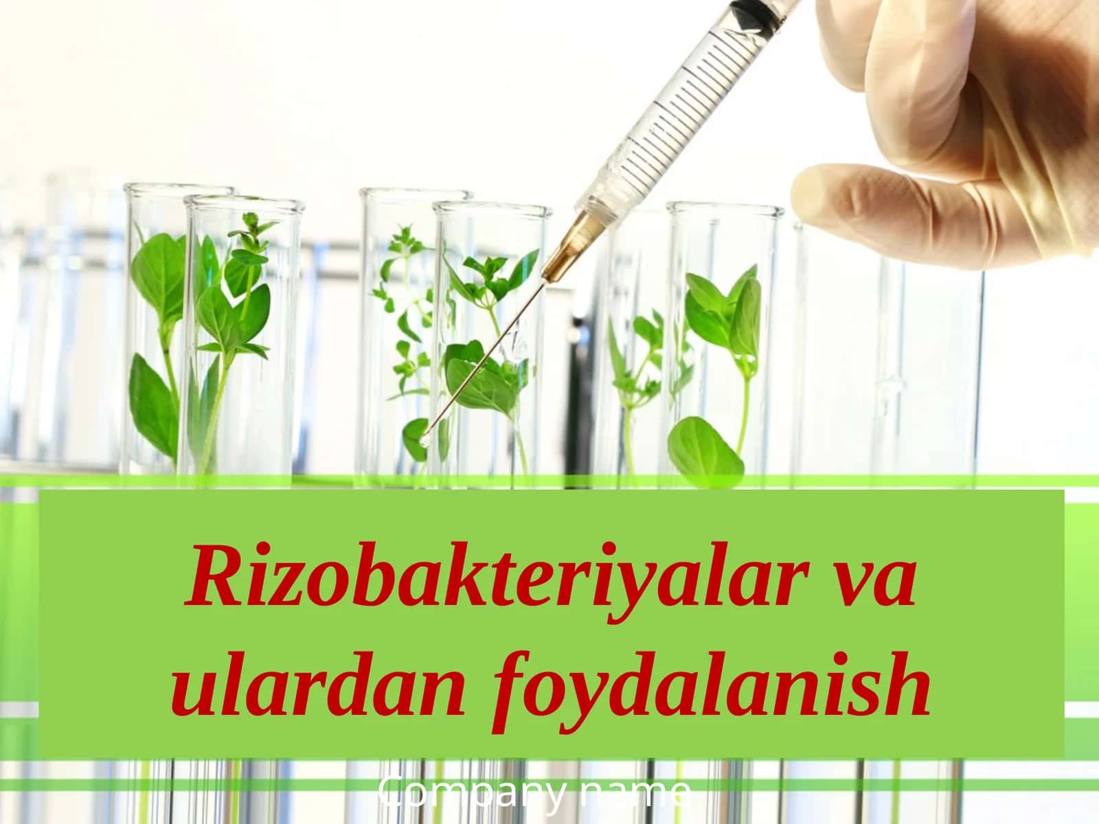Rizobakteriyalar va ulardan foydalanish 1